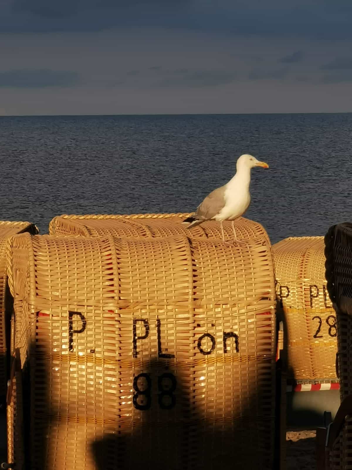 Strandmaennchen-Dahme-Moewe-Strandkorb